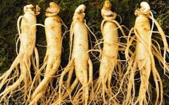 What Are the Benefits of Drinking Ginseng Infused Water? Four Types of People Who Should Avoid Ginseng