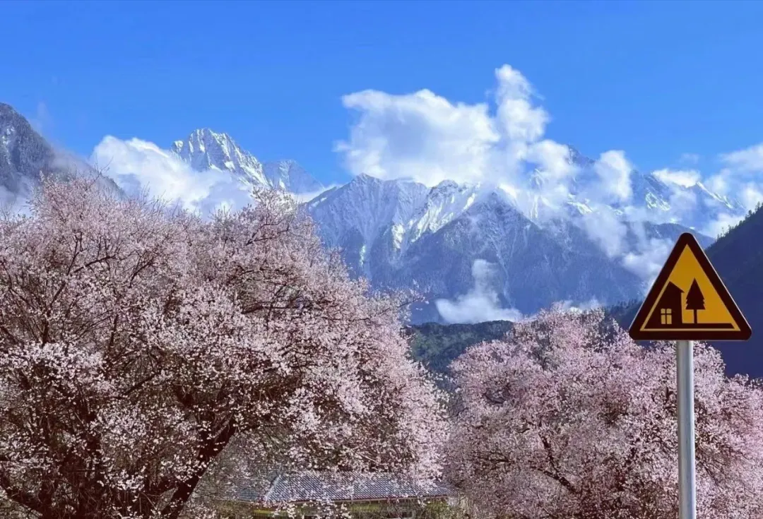 Four Major Qi-Boosting Traditional Chinese Medicine Formulas for Heart, Spleen, Lung, and Kidney Qi to Energize You All Year Round