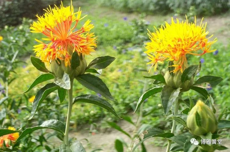 The Role of Honghua (Safflower) in Gynecology: Promoting Blood Circulation and Resolving Stasis