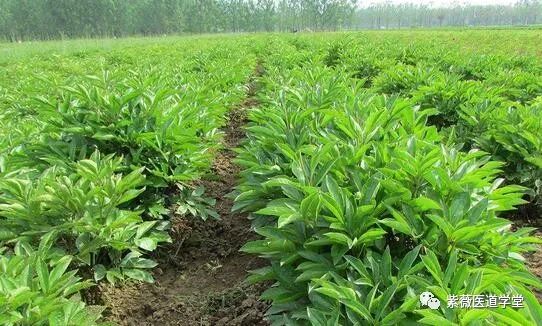 Guide to the Use of Bai Shao (White Peony)