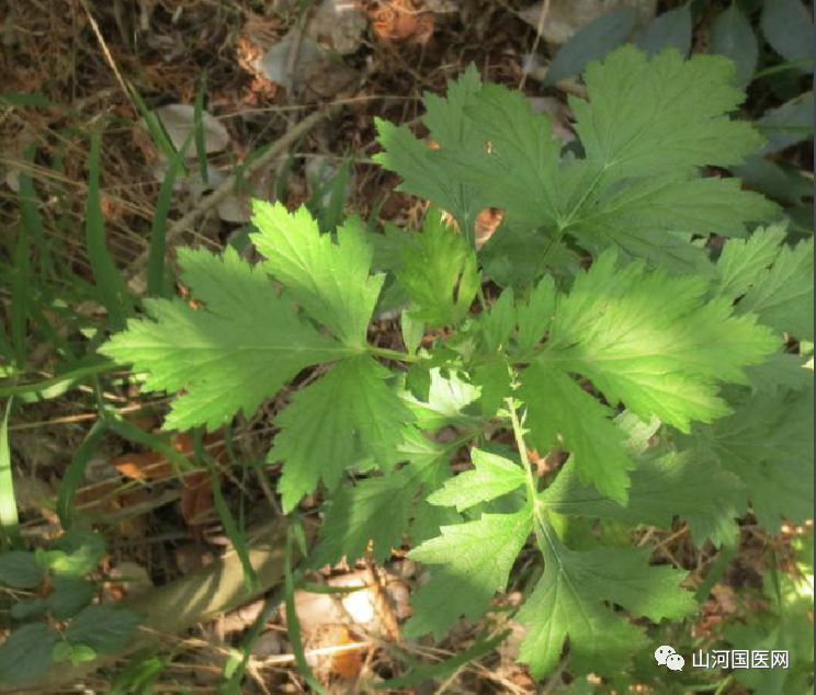 Bencao Gangmu: Mugwort (Ai Cao)