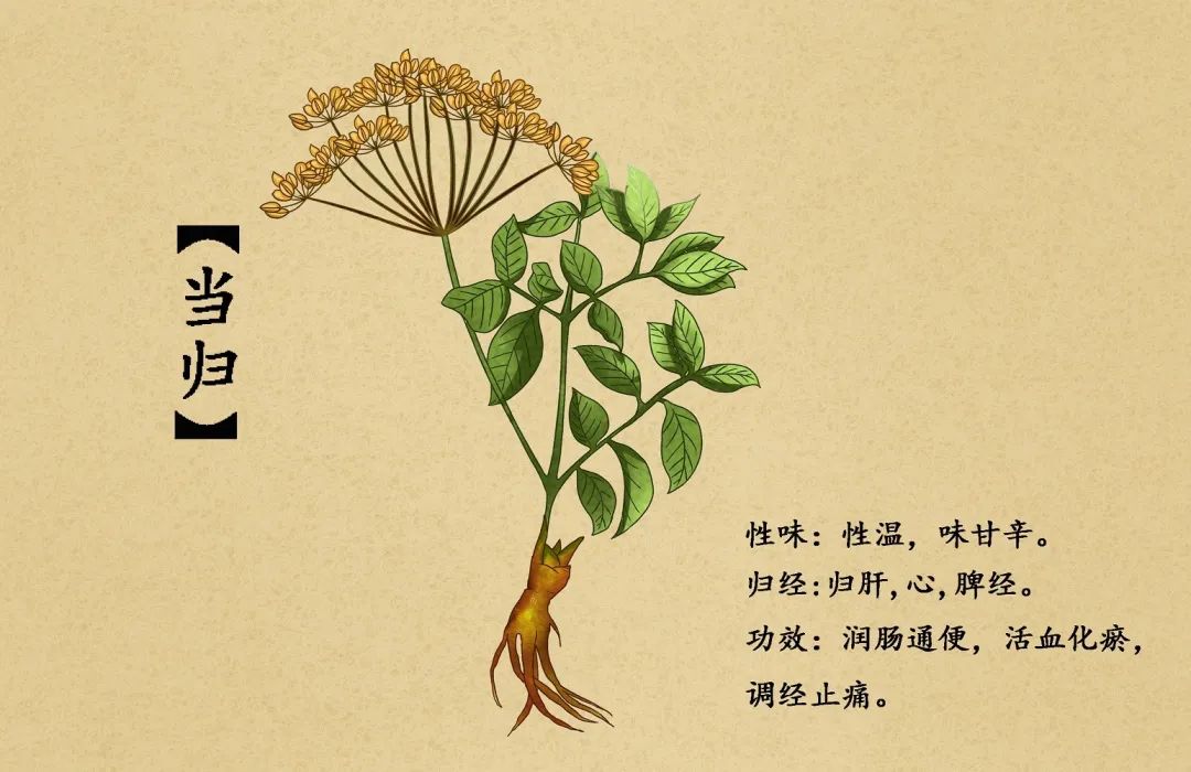Three Combinations of Chinese Herbs Commonly Used for Activating Blood Circulation and Resolving Stasis