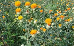 Understanding "Hong Hua" (Safflower) in Traditional Chinese Medicine