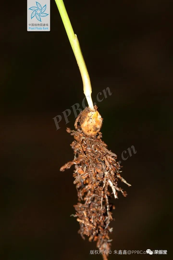 A Detailed Discussion on Coix Seed (Yi Yi Ren)