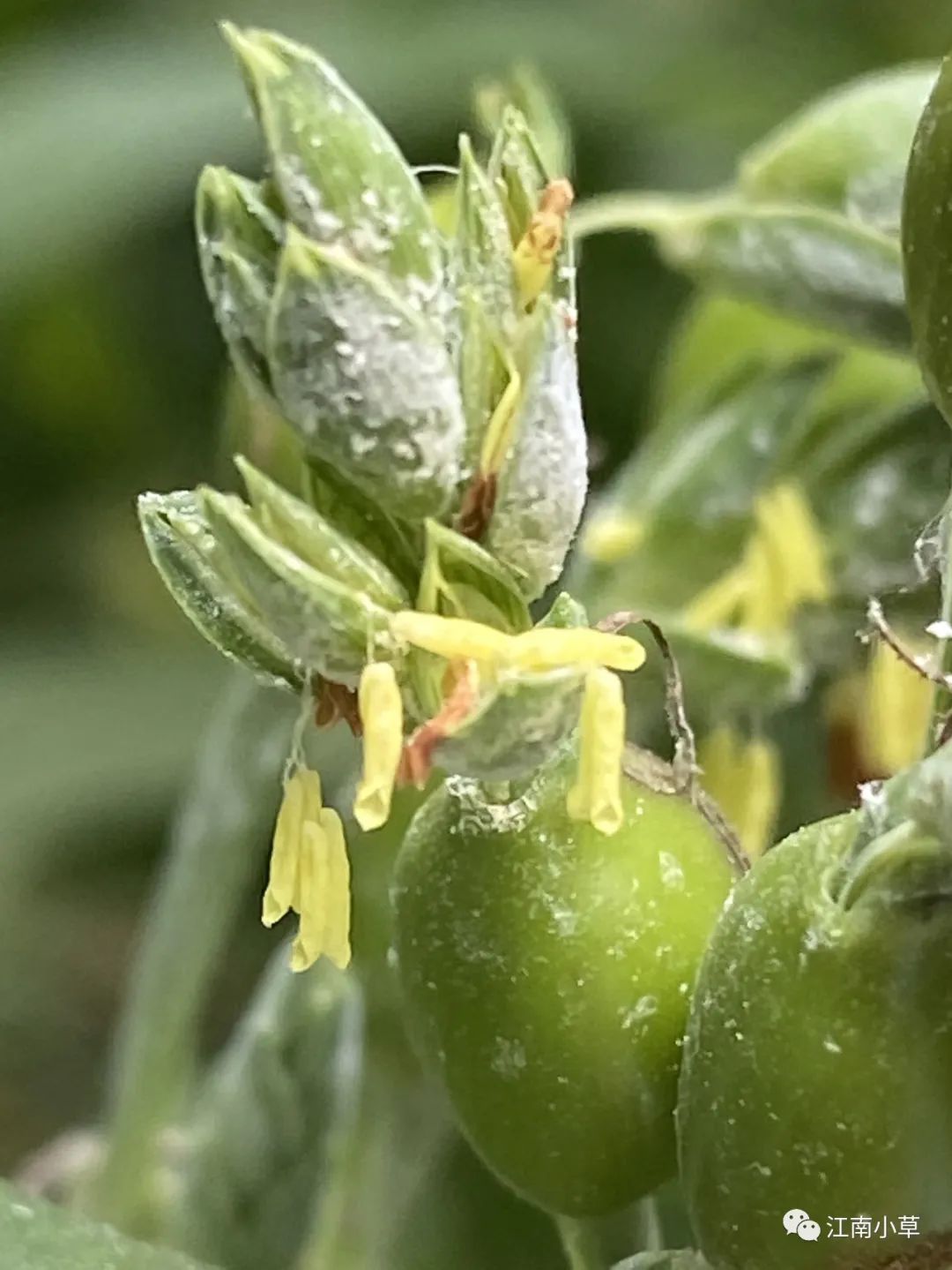 Analysis of Coix Seed (Yi Yi Ren) and Its Root in Traditional Chinese Medicine