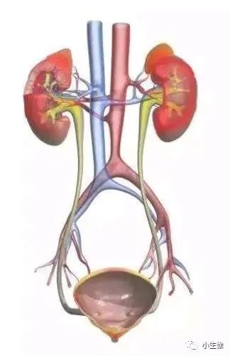 The Six Fu Organs: Gallbladder, Stomach, Small Intestine, Large Intestine, Bladder, and San Jiao