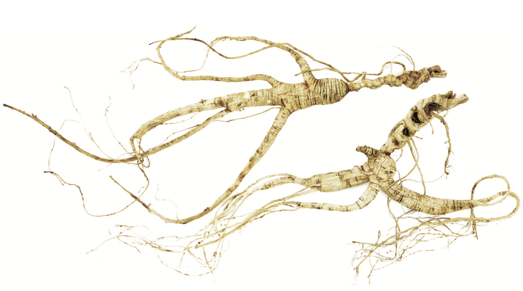 Understanding Ginseng: A Comprehensive Guide to Its Benefits and Uses in Traditional Chinese Medicine