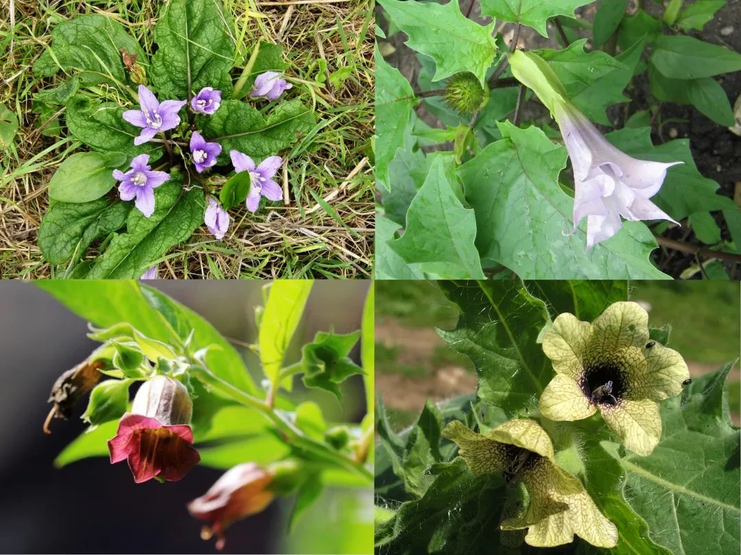 The Roots of Human-Like Plants: Not Just Ginseng, but Also the Old Poisonous Ones