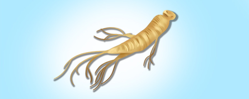 The Effects and Functions of Ginseng: Can Ginseng Tea Be Consumed Daily?