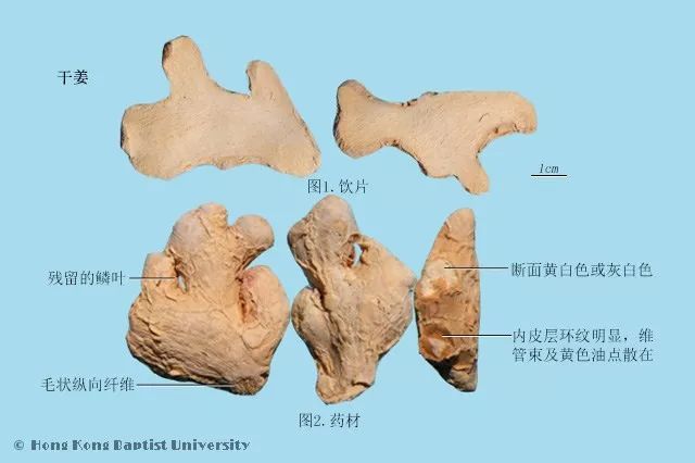 Daily Herb: Dried Ginger (Pao Jiang)