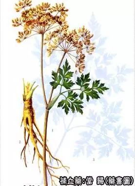 Angelica Sinensis: A Comprehensive Overview