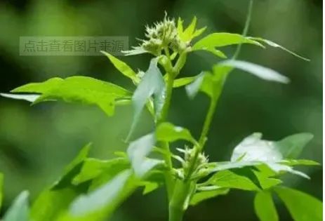 Understanding Angelica Sinensis: Its Processing and Applications