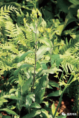 Comprehensive Guide to Chinese Medicinal Resources