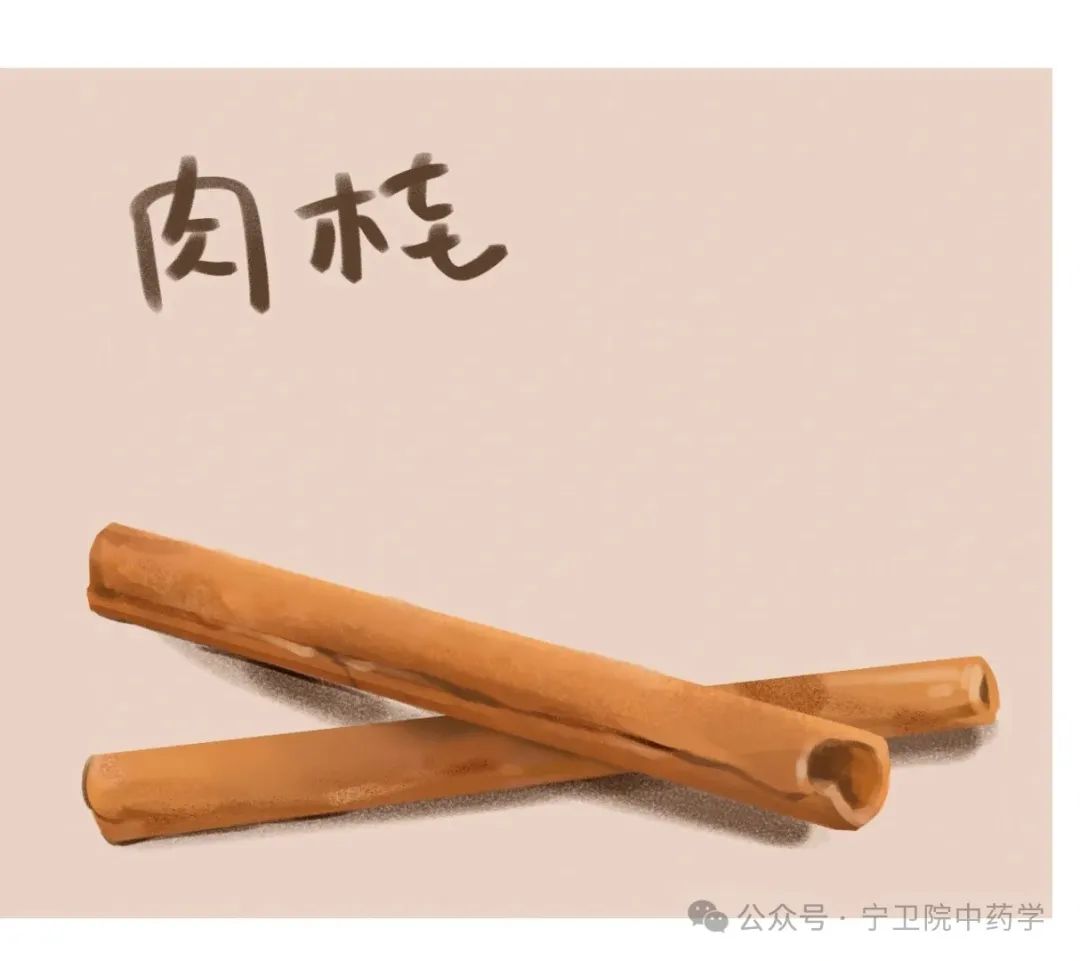 Exploring Cinnamon: Understanding Its Varieties and Uses in TCM