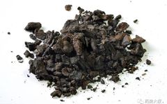 The Blood-Nourishing Herb: Shudi Huang (Rehmannia Glutinosa)