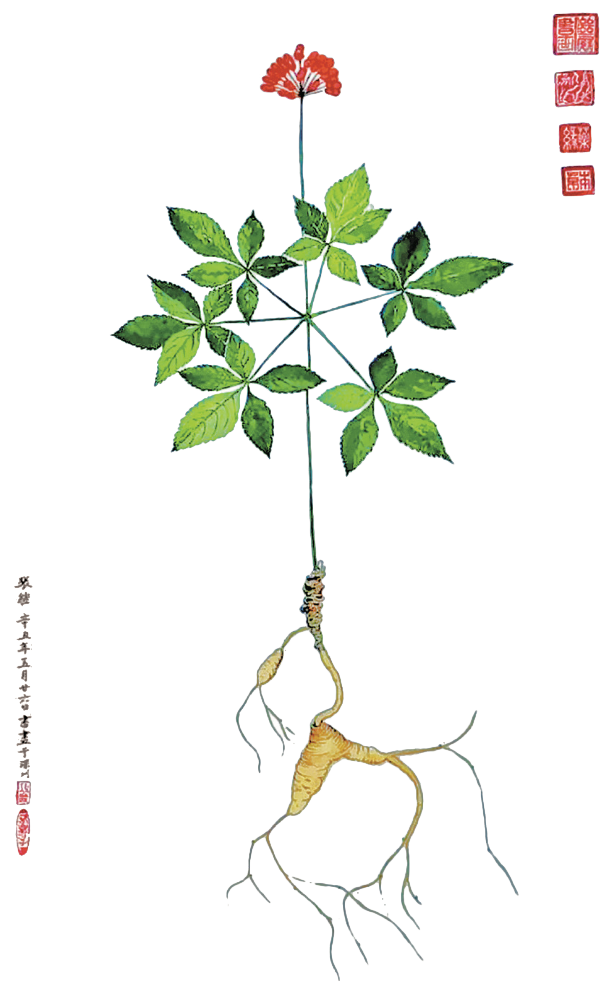 Understanding Ginseng: A Comprehensive Guide to Its Benefits and Uses in Traditional Chinese Medicine