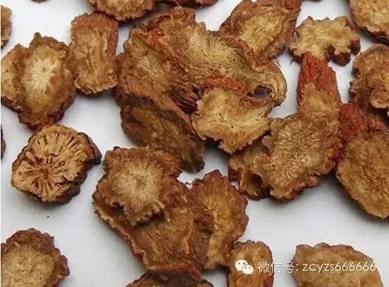 Traditional Chinese Medicine Herb: Dan Shen (Salvia miltiorrhiza)