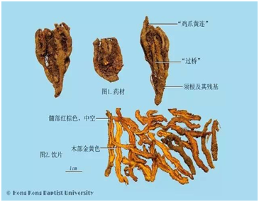 Traditional Chinese Medicine Series: Huang Lian (Coptis)