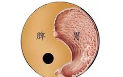 What Symptoms Indicate Spleen and Stomach Yang Deficiency? Check If You Have These Feelings!