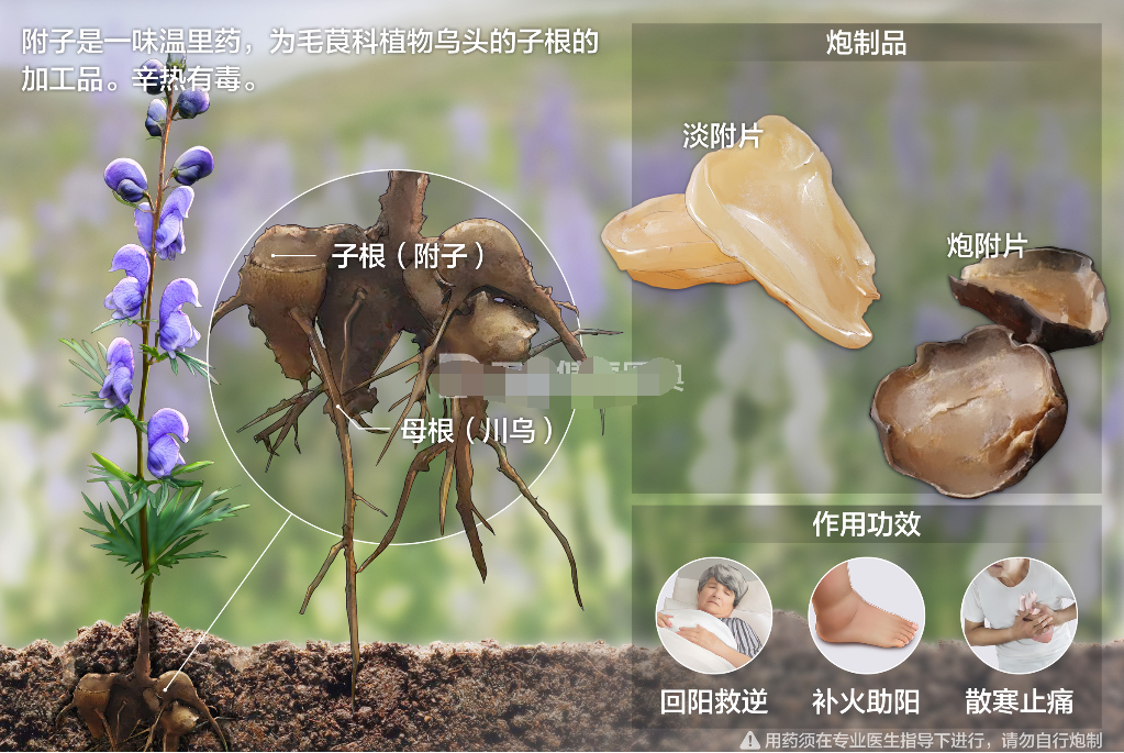 The Efficacy of Fuzi (Aconite): Nourishing Fire and Assisting Yang, Dispelling Cold and Alleviating Pain