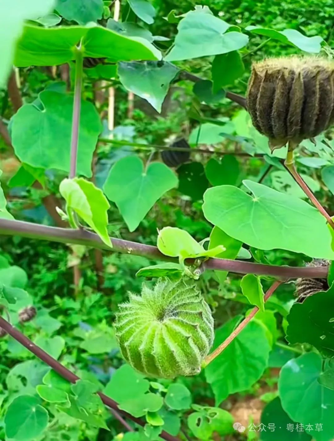 Traditional Remedies for Pesticide Poisoning: Insights from an Experienced Farmer in Hainan