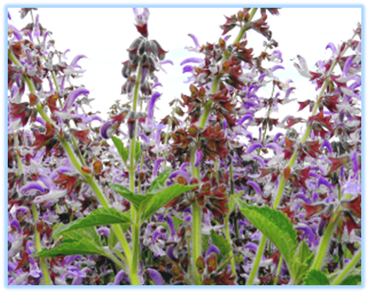 Essential Knowledge of Chinese Medicine: Dan Shen