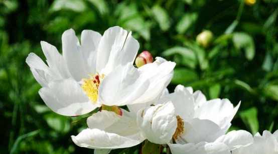 Understanding Chinese Herbal Medicine: Bai Shao (White Peony)