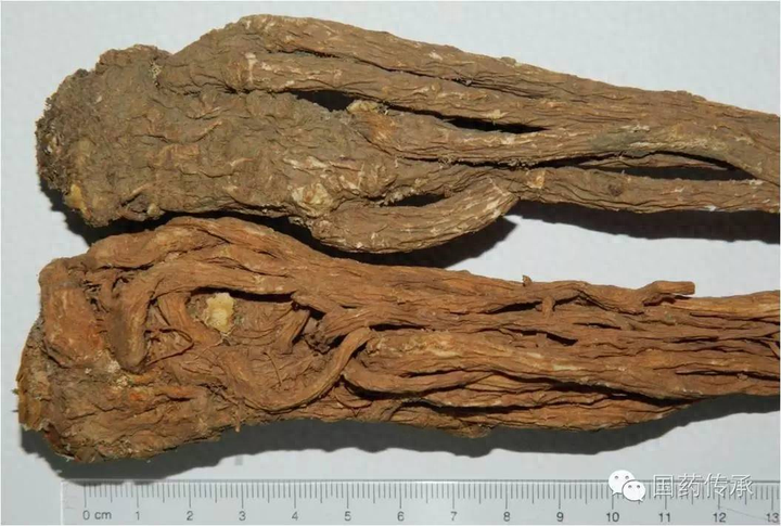 Identification of Angelica Sinensis (Dong Quai)
