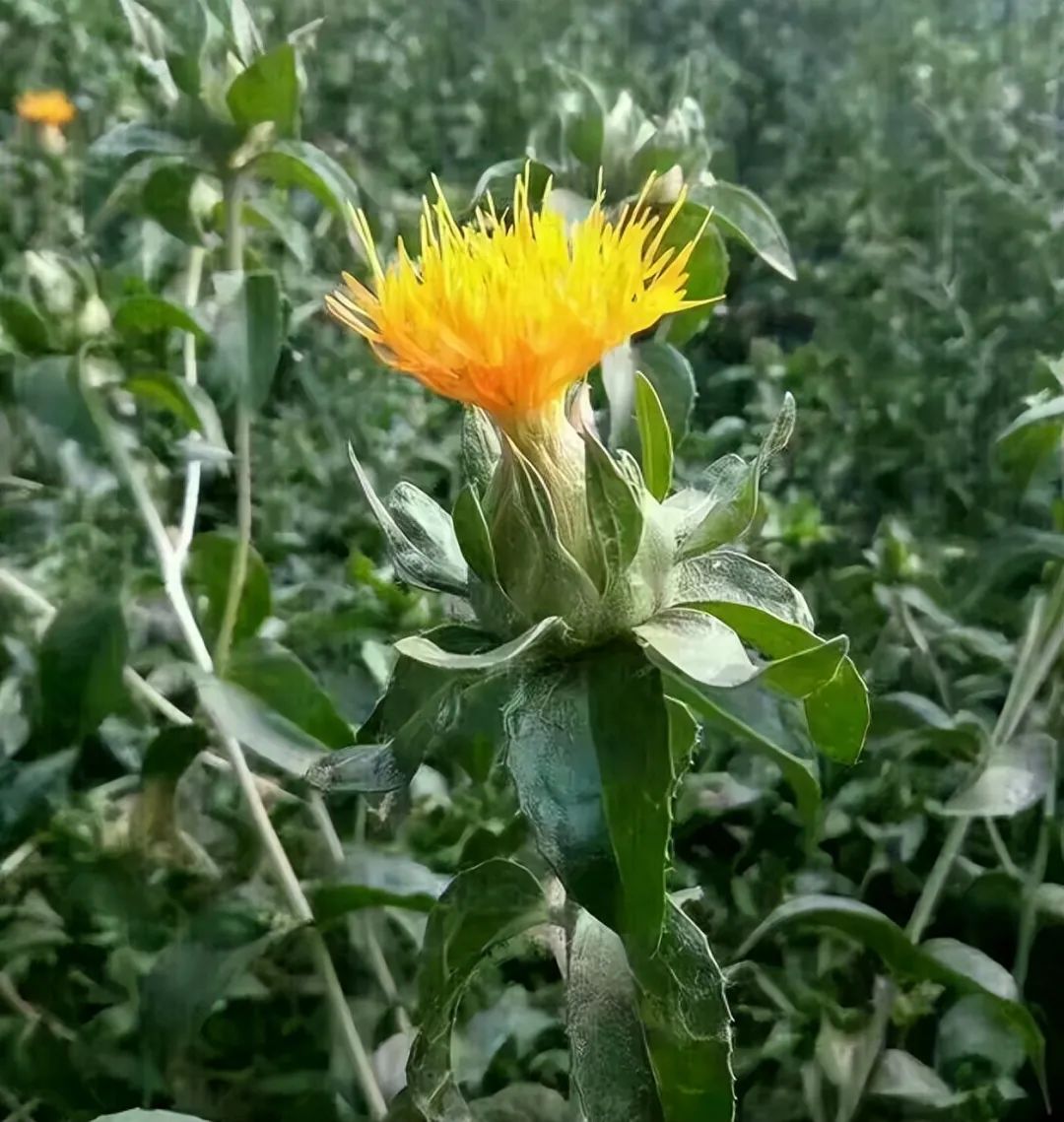 Identification of the Chinese Medicinal Herb Safflower