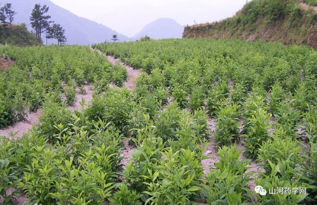 Traditional Chinese Medicine: Cang Zhu (Atractylodes)