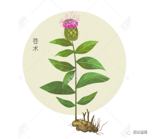 Traditional Chinese Medicine Herb - Cangzhu (Atractylodes)