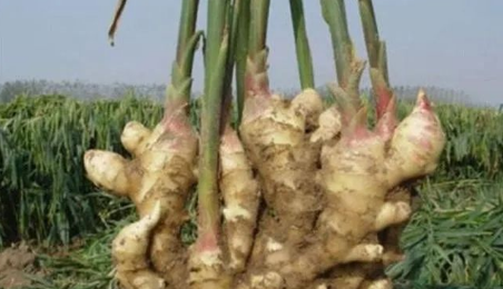 Daily Chinese Herb - Dried Ginger