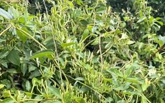 Honeysuckle: The First Flower for Clearing Heat and Detoxification, A Must-Try Herbal Tea for Health