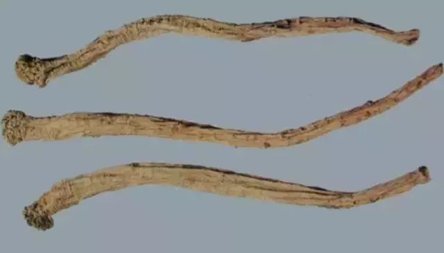 Exploring Dang Shen (Codonopsis pilosula): Properties, Uses, and Cultural Significance