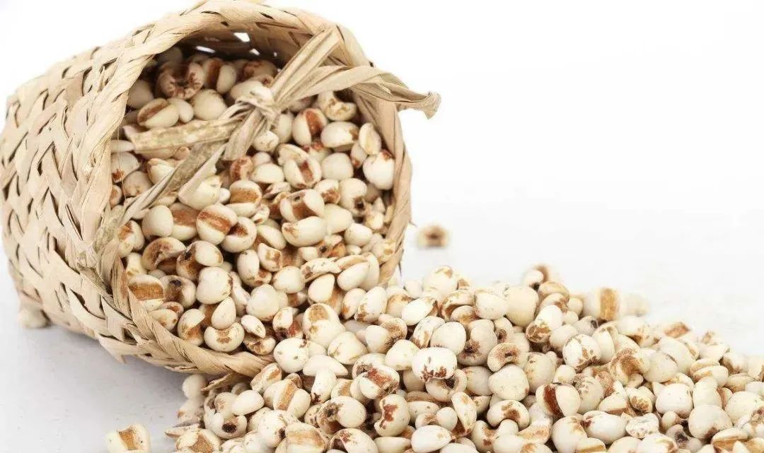 The Efficacy and Functions of Coix Seed (Yi Yi Ren)