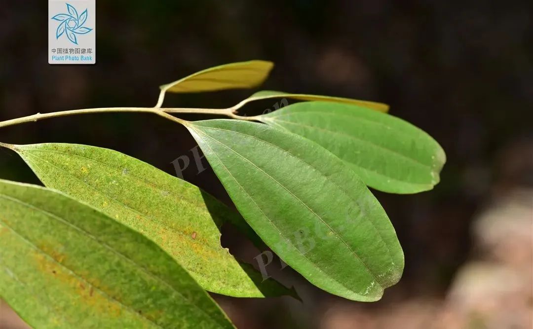 Traditional Chinese Medicine: Cinnamon (Rou Gui)