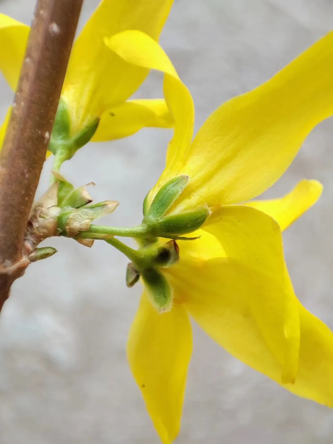 Understanding Forsythia: The Golden Flower of Spring