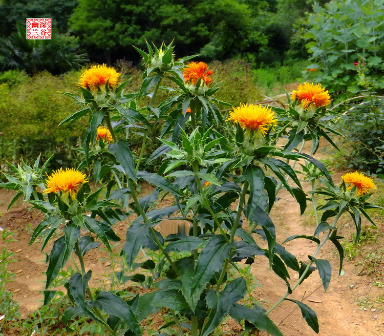 Daily Herb: 42 - Safflower, Do You Know Its Origins?