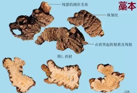 Understanding Chuanxiong: The 'Ibuprofen of Traditional Chinese Medicine'