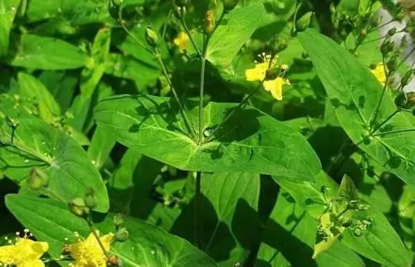 Duiyuecao: Cooling Blood, Stopping Bleeding, and Other Therapeutic Effects