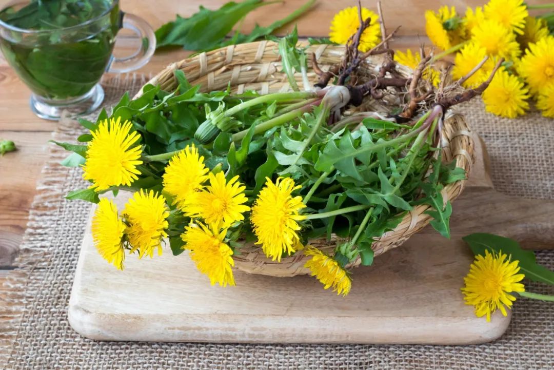The "Queen of Herbs" for Clearing Heat, Detoxifying, Reducing Swelling, and Promoting Urination