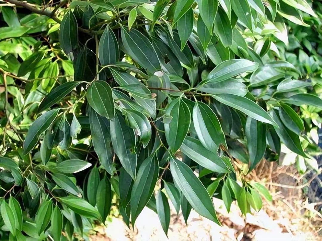 Identification of Cinnamon in Traditional Chinese Medicine