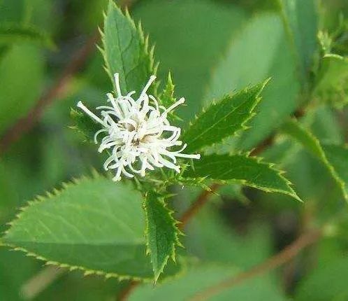 Transforming Dampness: The Role of Cang Zhu (Atractylodes lancea) in Traditional Chinese Medicine
