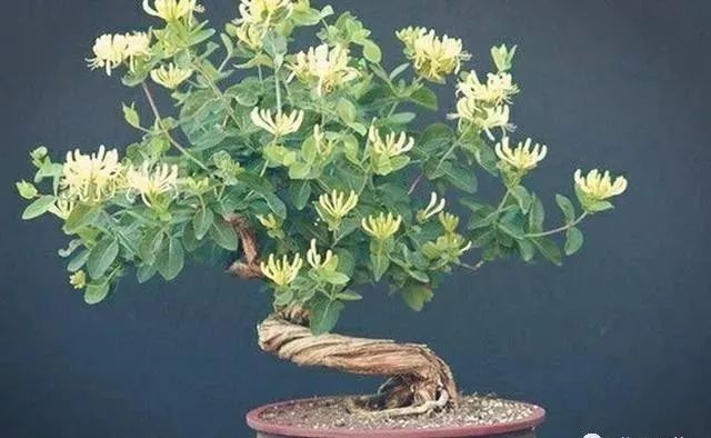 Introduction to the Propagation Methods and Daily Management of Honeysuckle