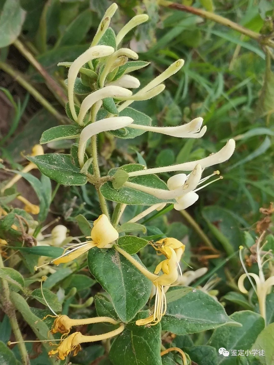 Daily Herb: Honeysuckle (Jin Yin Hua)