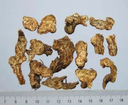 Daily Herb 182: Atractylodes - The Sacred Herb for Drying Dampness and Strengthening the Spleen