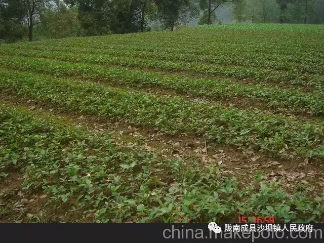 Cultivation Techniques of Codonopsis (A Must-Read for Planting)