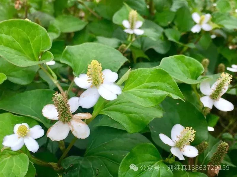 In Spring, This Wild Herb is Everywhere: A Natural Anti-Inflammatory and Delicious Addition to Your Meals