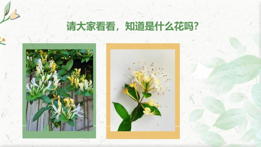 The Past and Present of Honeysuckle (Jin Yin Hua)