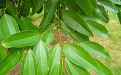 The Efficacy and Functions of Cinnamon in Traditional Chinese Medicine